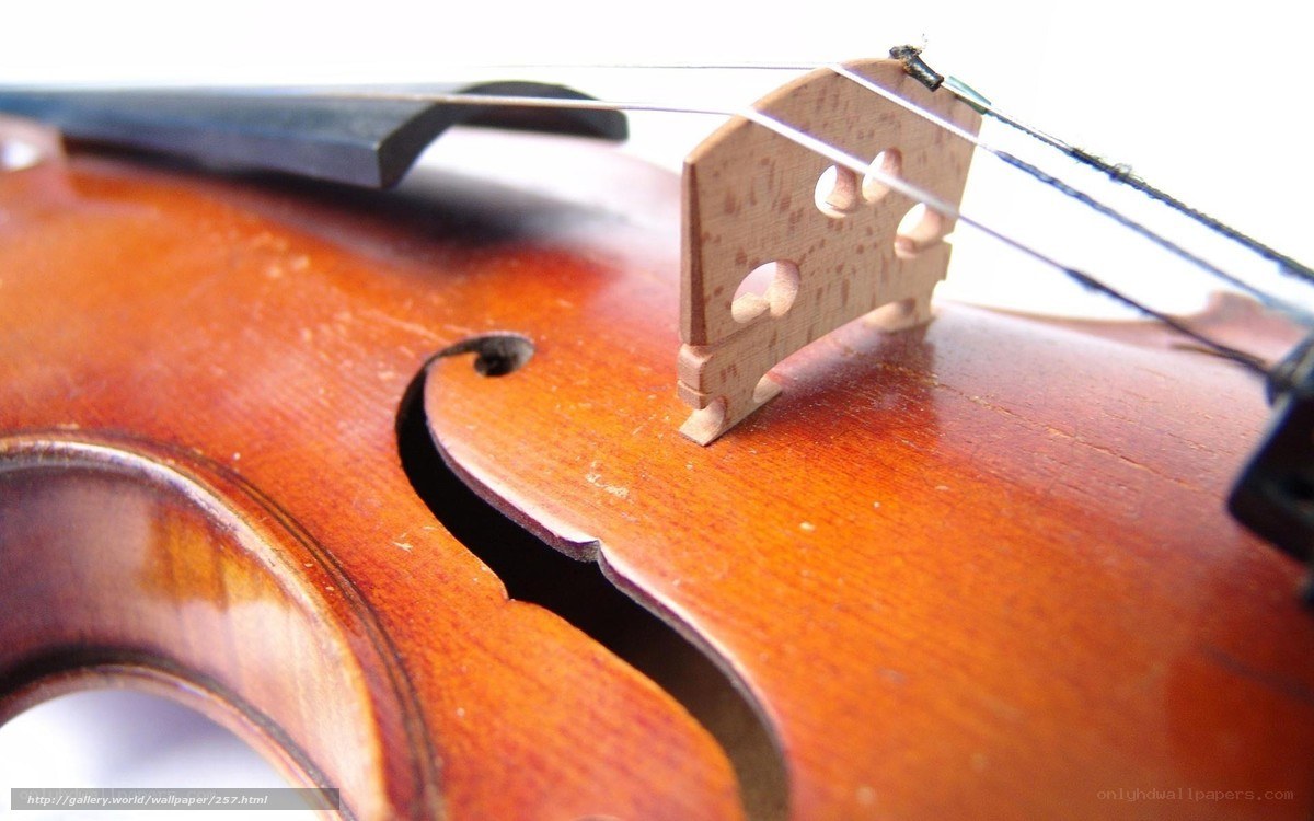 Close-up of a violin