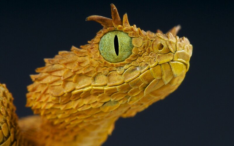 Close-up of a Viper's Head