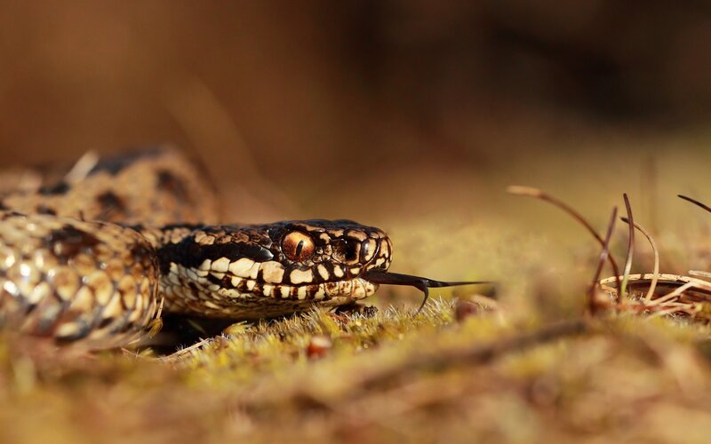 Close-up of a viper snake