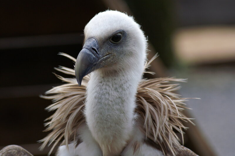 close-up of a vulture