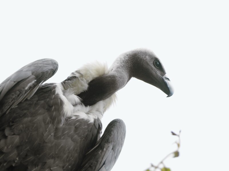 close-up of a vulture