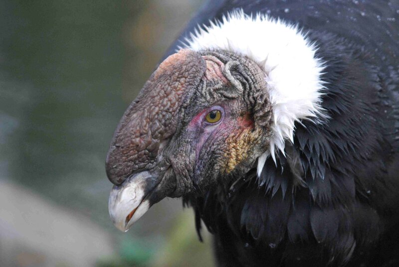 close-up of a vulture