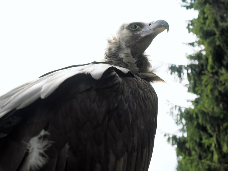 close-up of a vulture