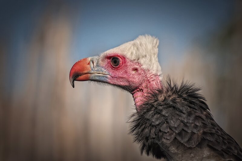 close-up of a vulture