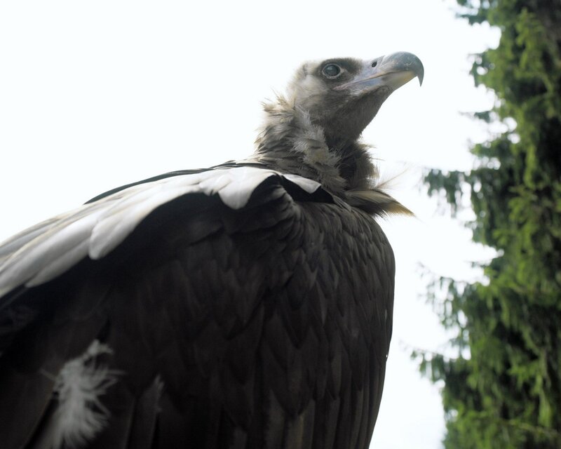 Close-up of a vulture