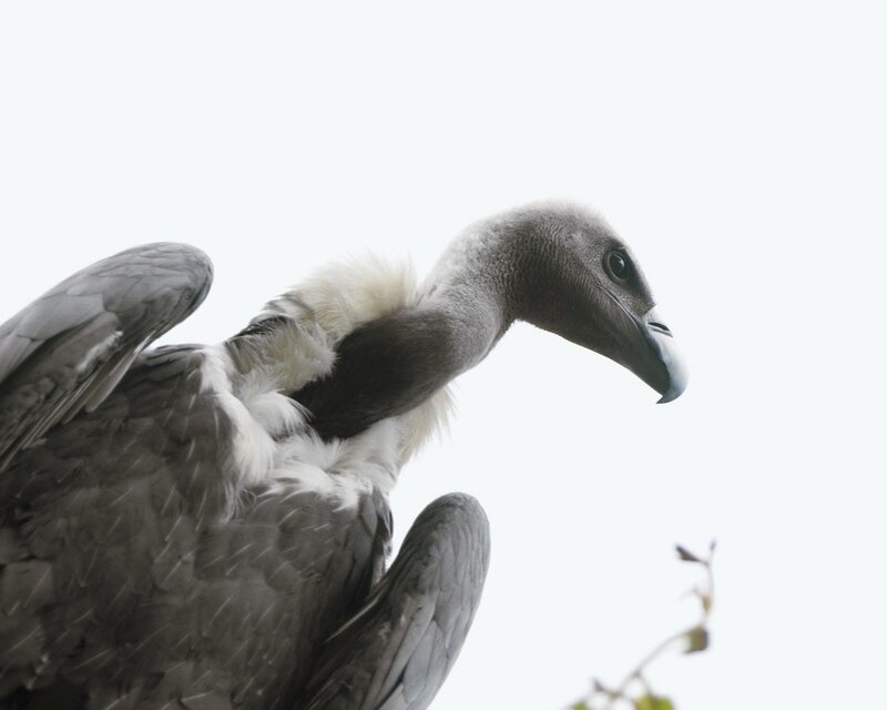close-up of a vulture