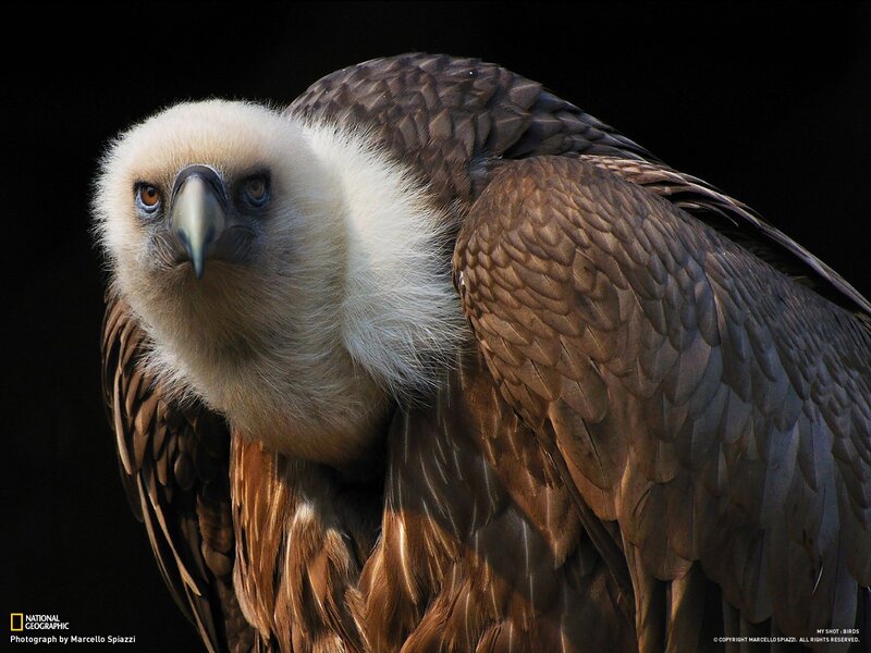 Close-up of a vulture