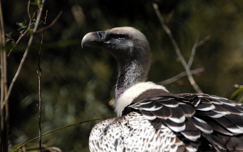 close-up of a vulture