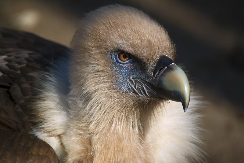 close-up of a vulture