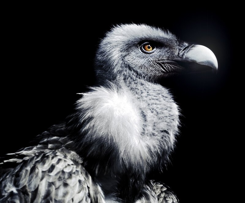 Close-up of a vulture