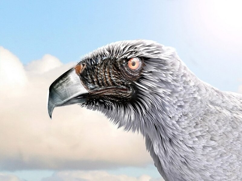 close-up of a vulture