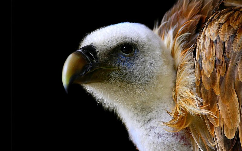 close-up of a vulture