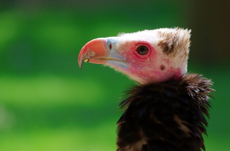 close-up of a vulture
