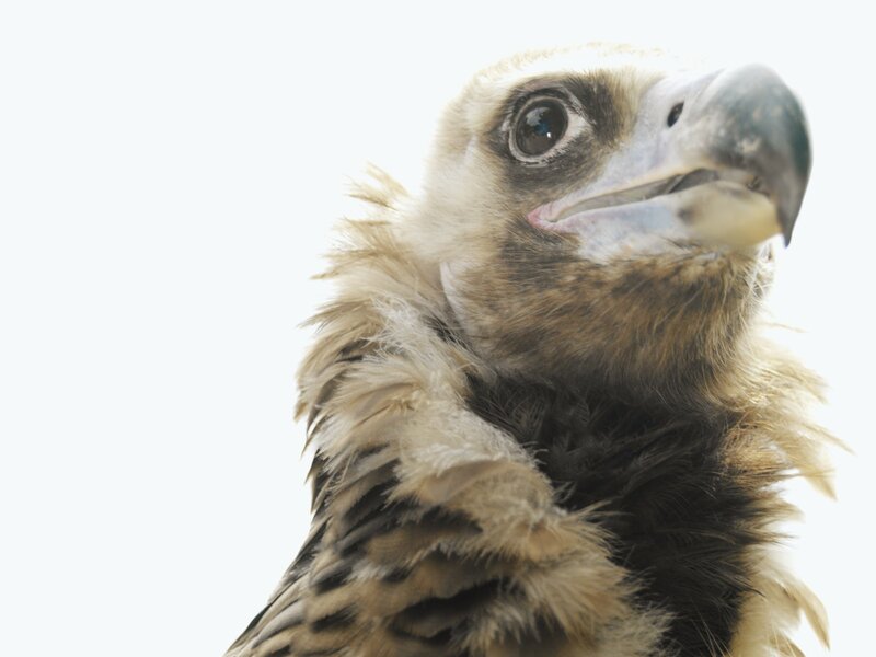 close-up of a vulture