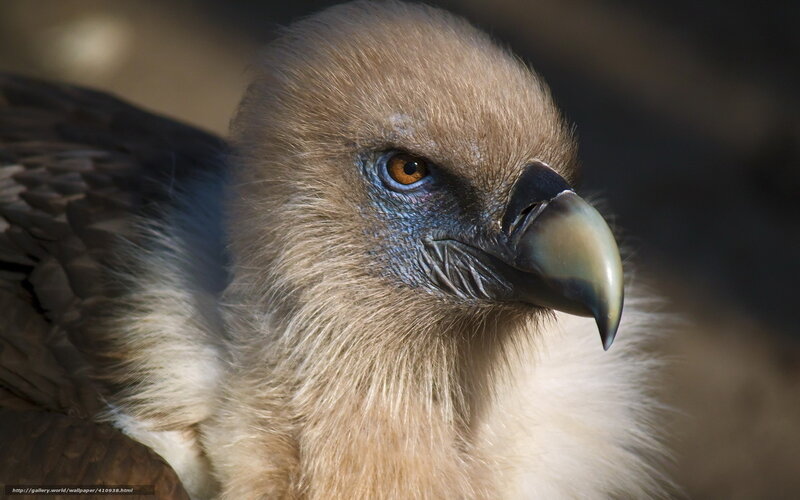 Close-up of a Vulture — Brown, Intense