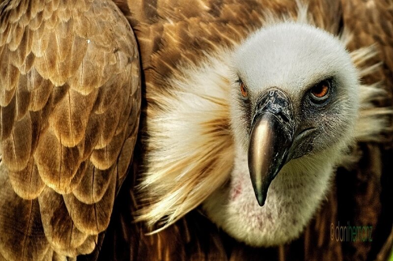 Close-up of a Vulture — Brown