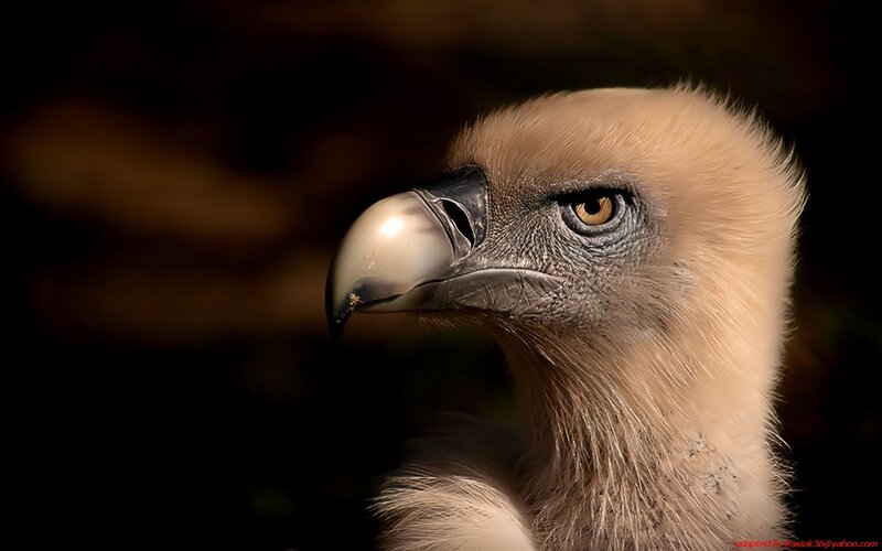 close-up of a vulture's head