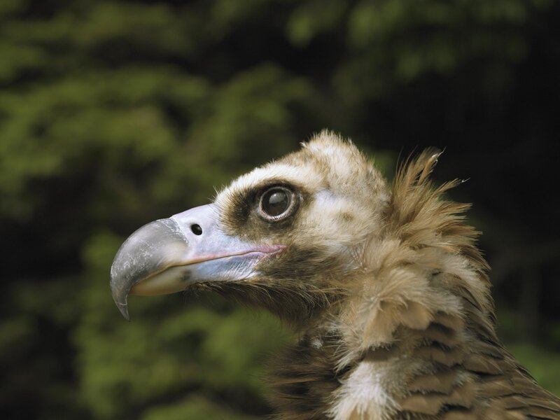 close-up of a vulture's head