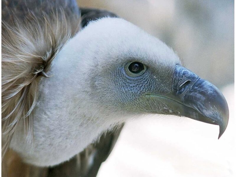 close-up of a vulture's head