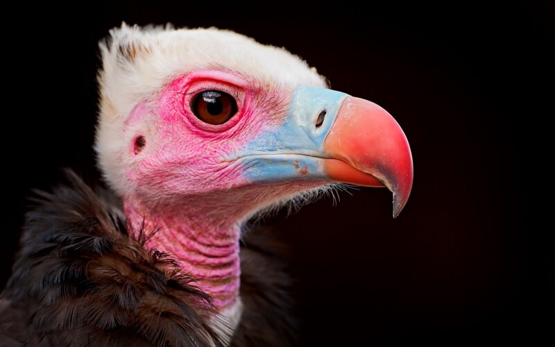 close-up of a vulture's head