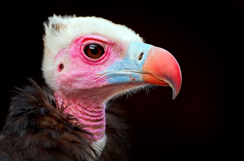 close-up of a vulture's head