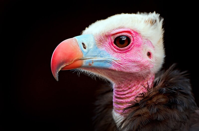 close-up of a vulture's head