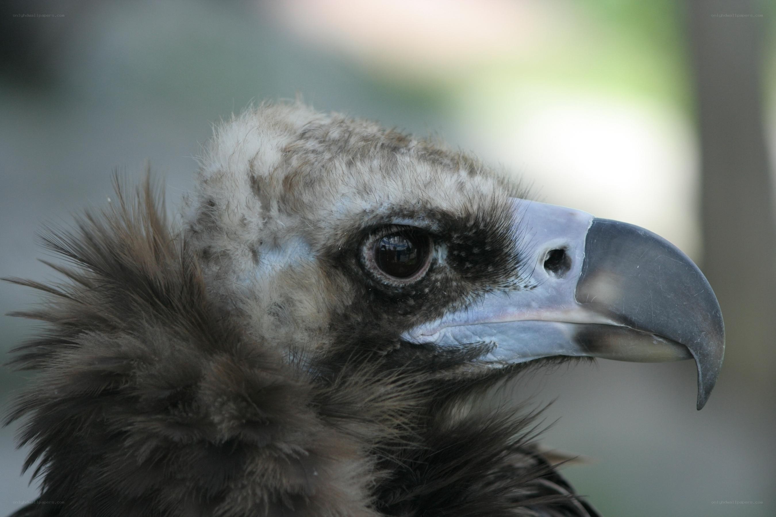 close-up of a vulture's head