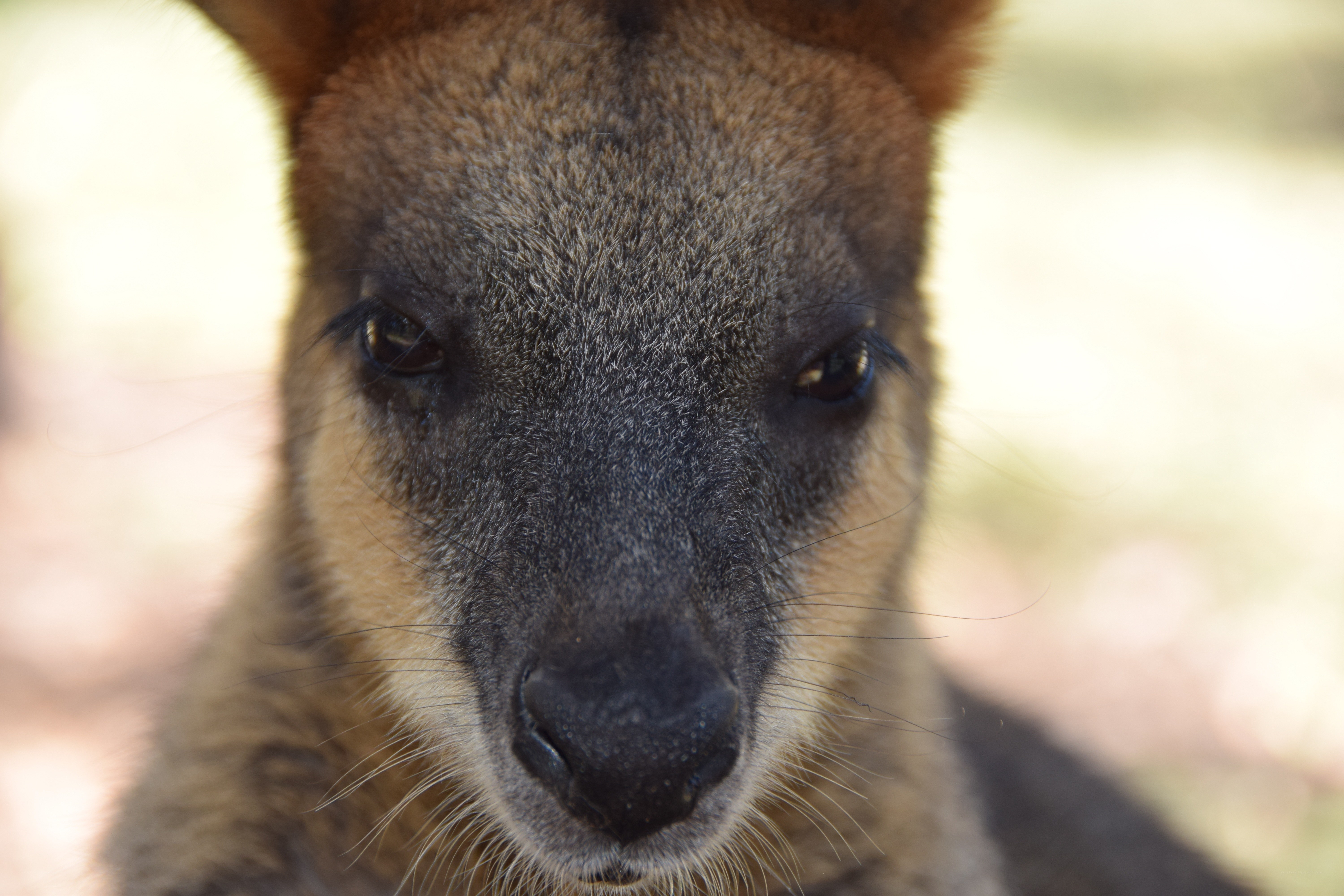 close-up of a wallaby