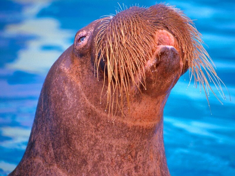close-up of a walrus