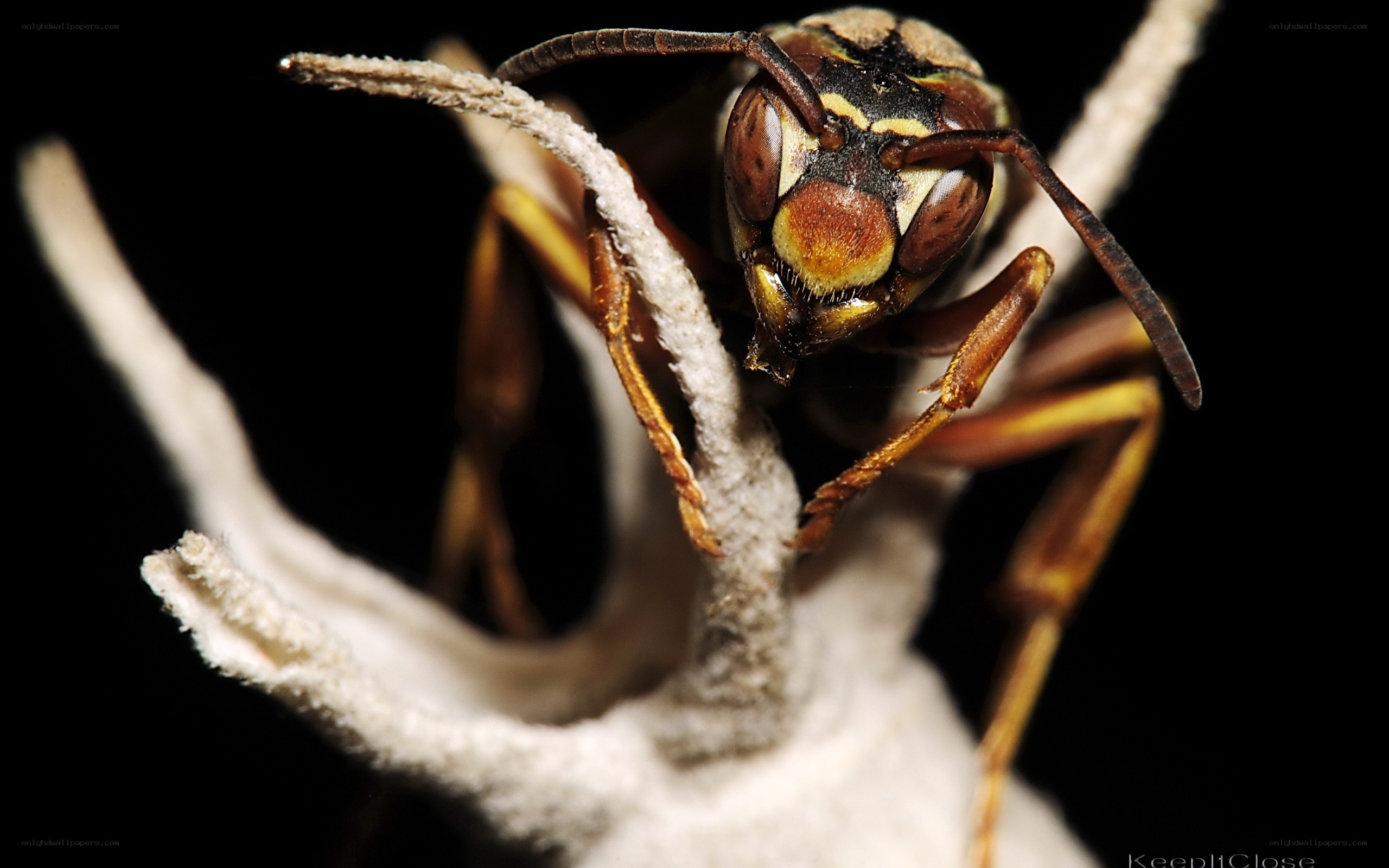 Close-up of a wasp