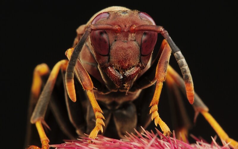 close-up of a wasp