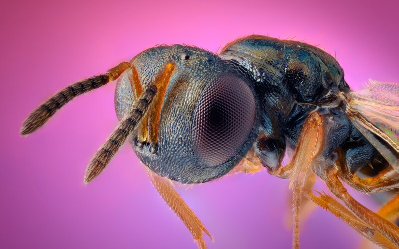 close-up of a wasp