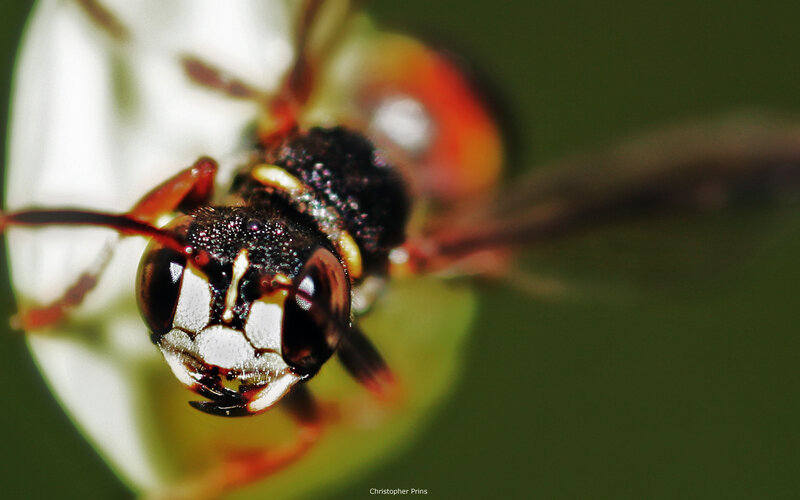 close-up of a wasp