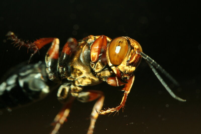 close-up of a wasp