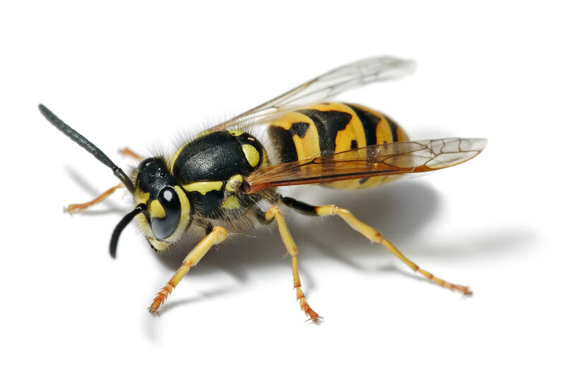 close-up of a wasp