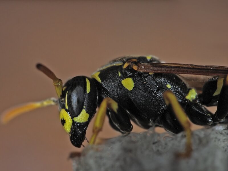 close-up of a wasp