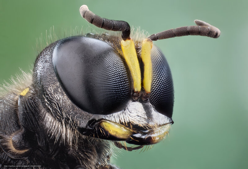 Close-up of a Wasp — Black, Detailed