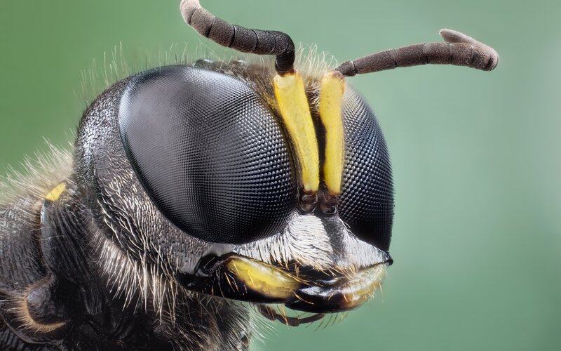Close-up of a Wasp — Black, Neutral