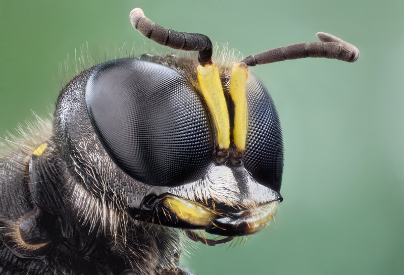 Close-up of a Wasp — Black