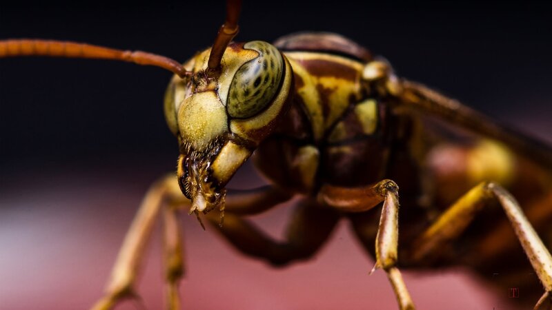 Close-up of a Wasp — Brown