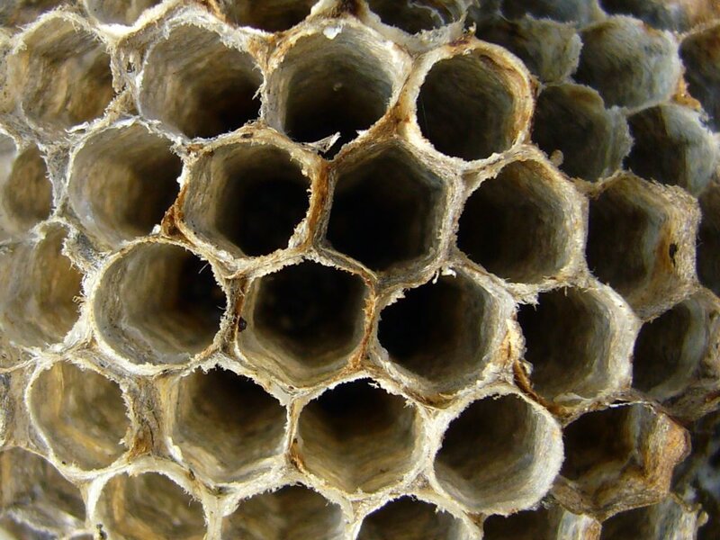 close-up of a wasp nest