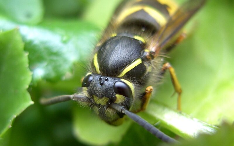 close-up of a wasp on a leaf