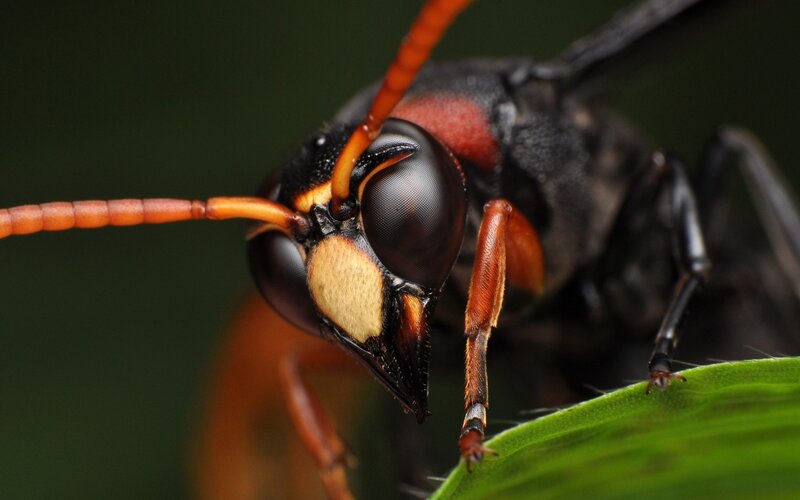 close-up of a wasp on a leaf