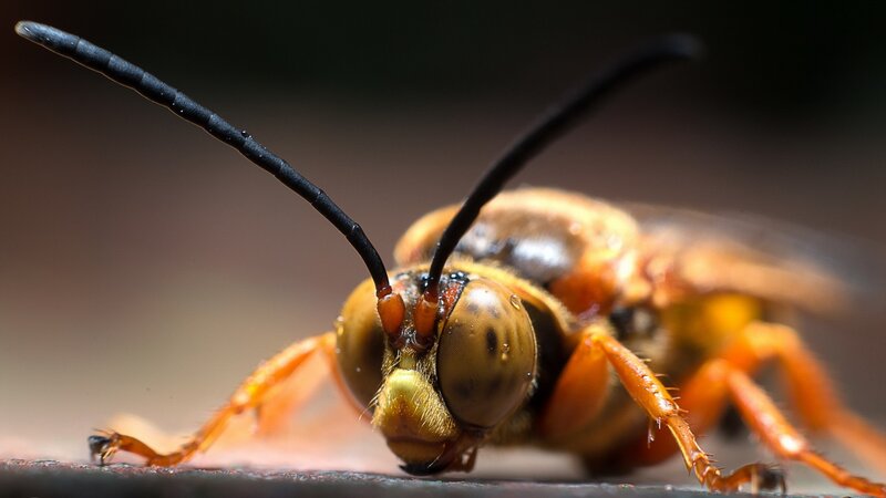 Close-up of a Wasp — Orange