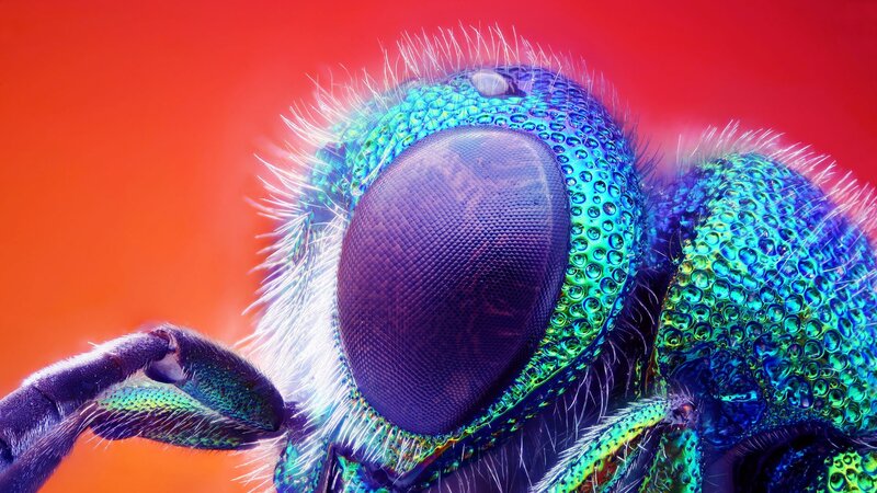 Close-up of a Wasp — Red