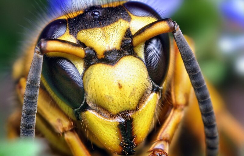 close-up of a wasp's face