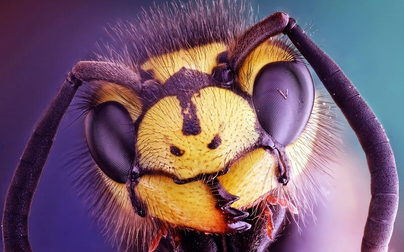 close-up of a wasp's face