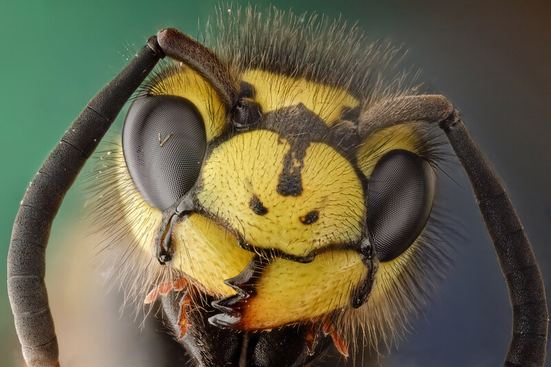 close-up of a wasp's face