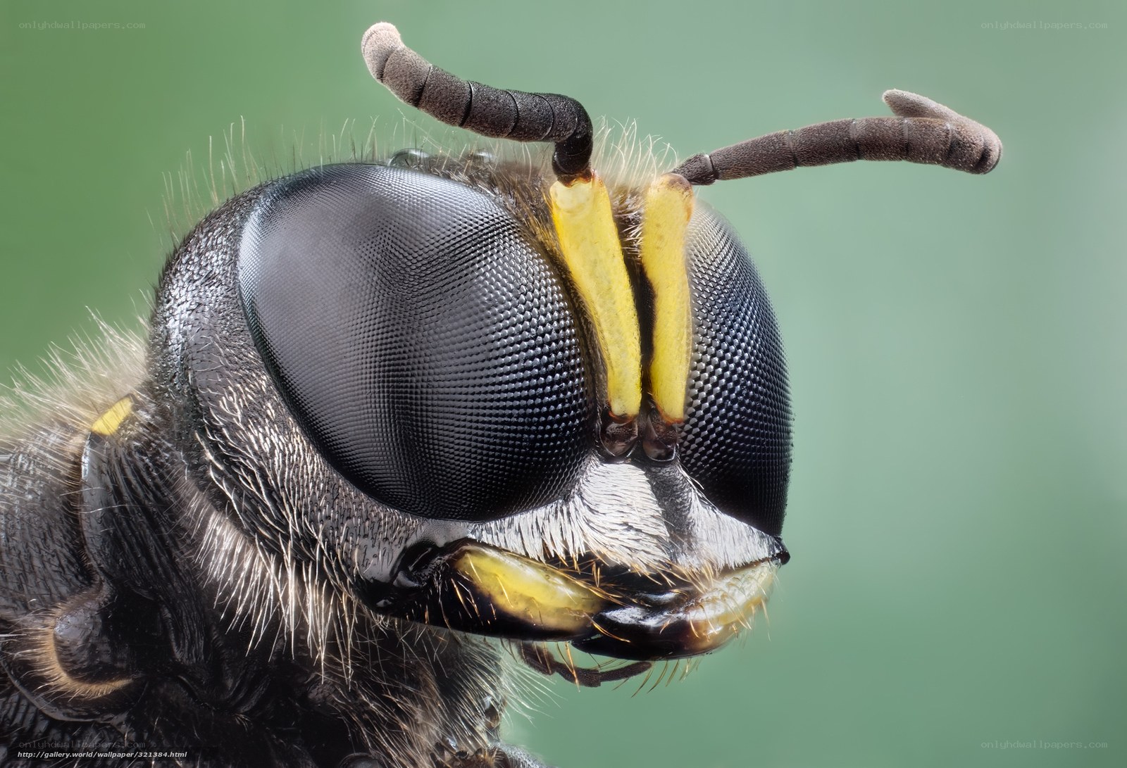 close-up of a wasp's head