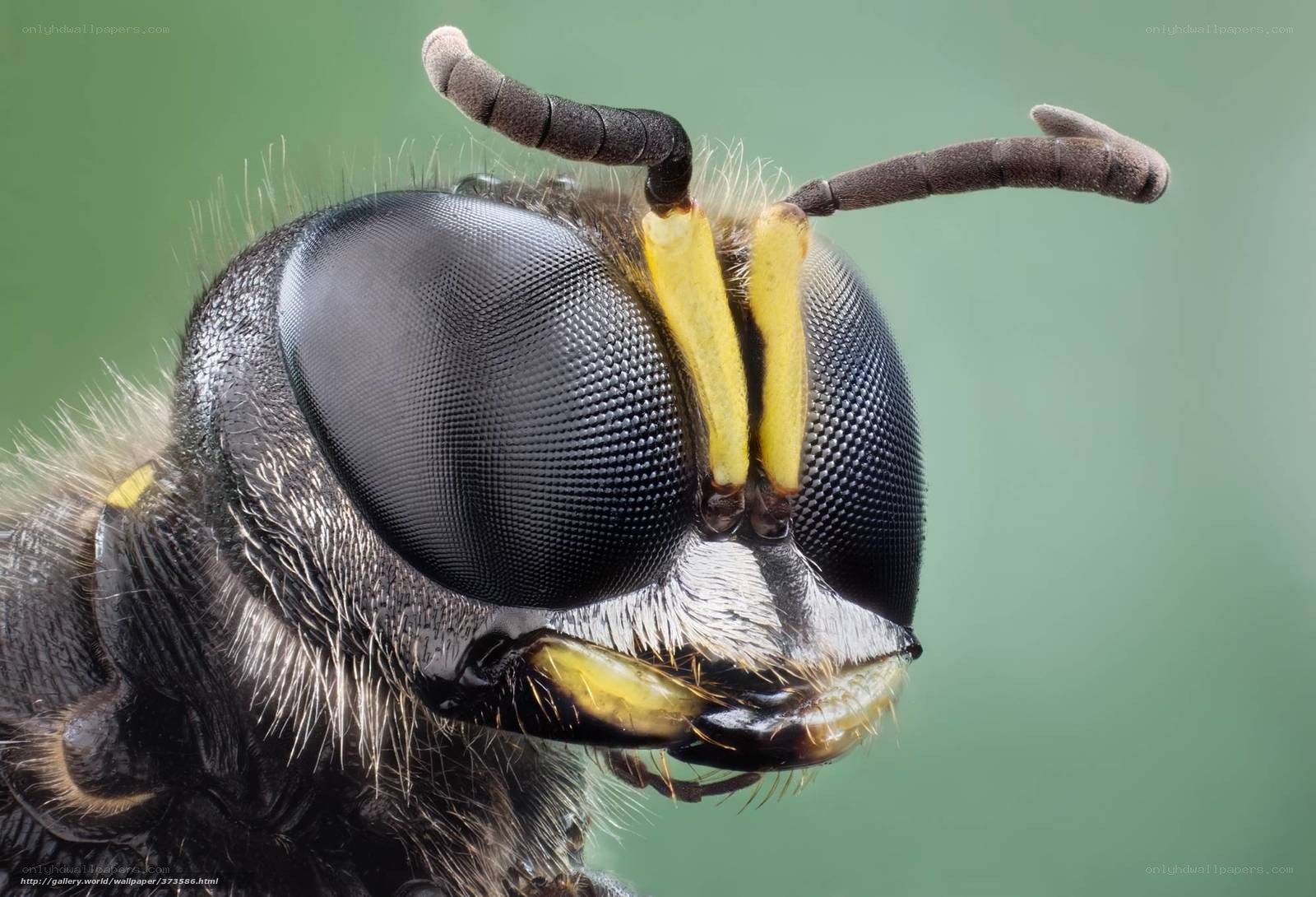 close-up of a wasp's head